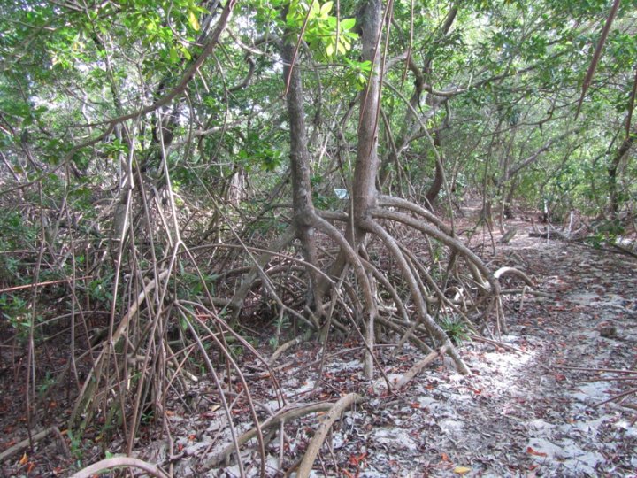 Mangrovenwald auf Mustique