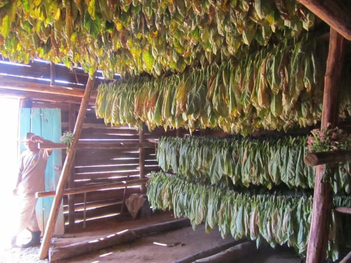 Getrocknete Tabakpflanzen