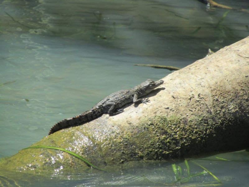 Junger Aligator