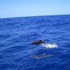 Delfinbegleitung